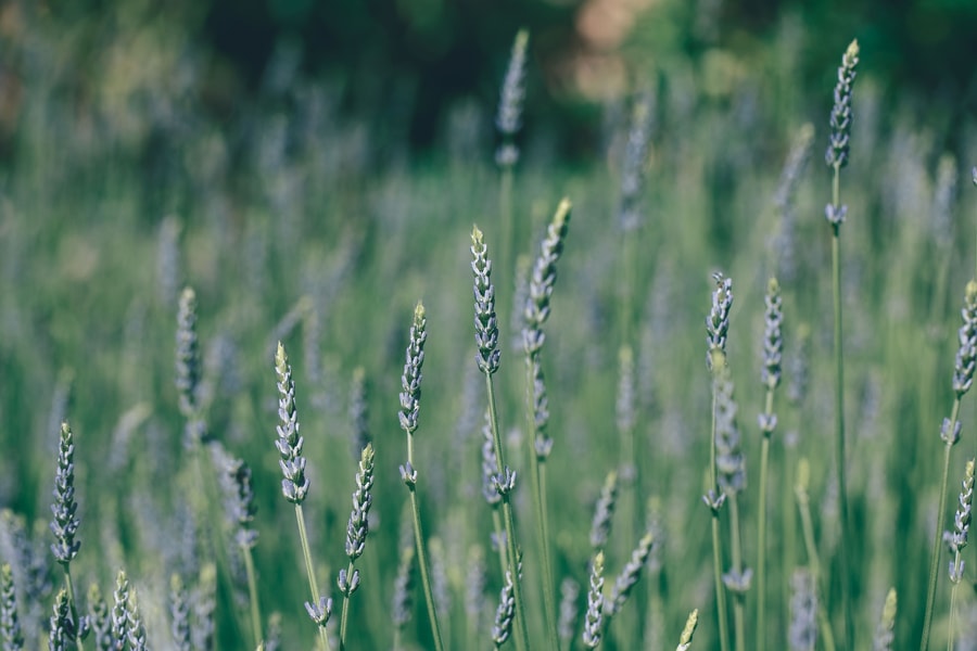 Image d'illustration 1